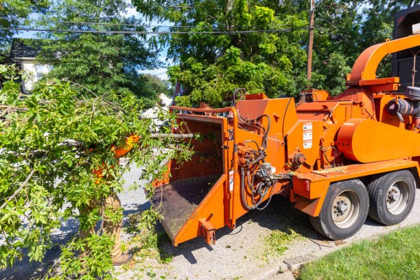 Tree Branch Trimming